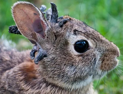 Rabbit