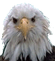 An eagle named Freedom