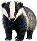 badger