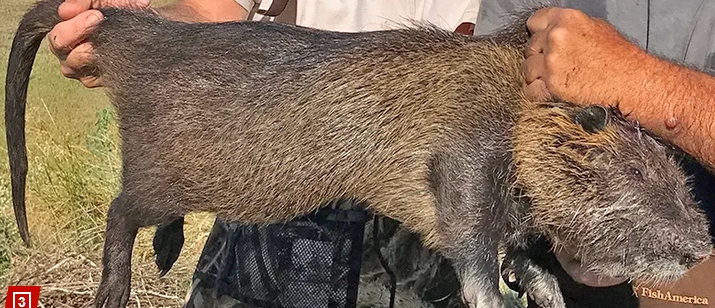 You can call it one one big f'ing rat!